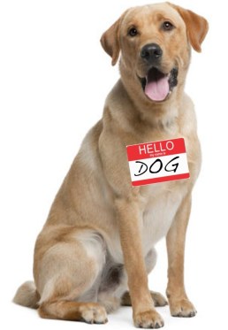 hello my name is dog